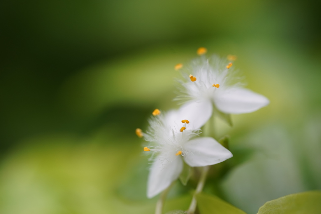 梅雨の花