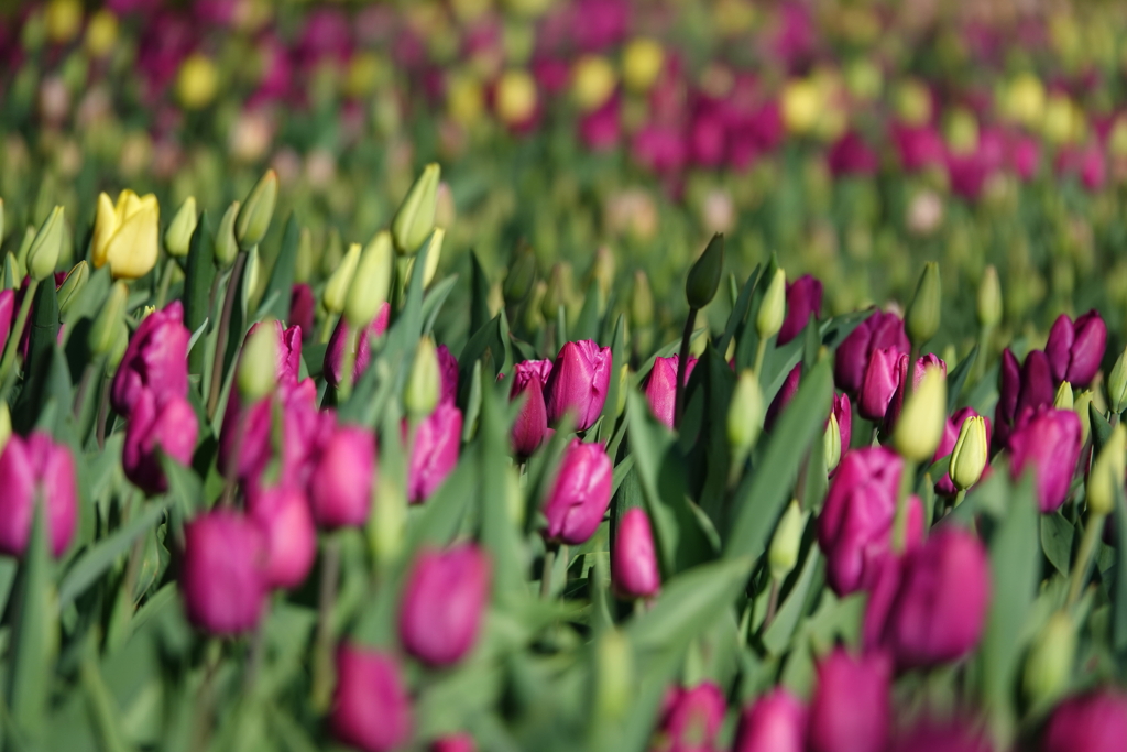 並んだチューリップ