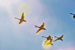 明るい大空に羽ばたく