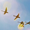 明るい大空に羽ばたく