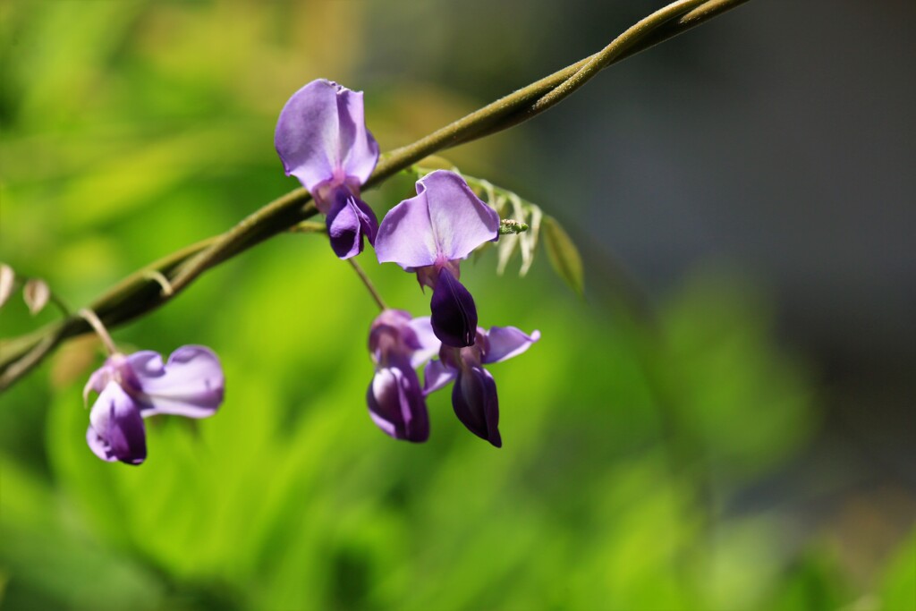 藤の花一輪