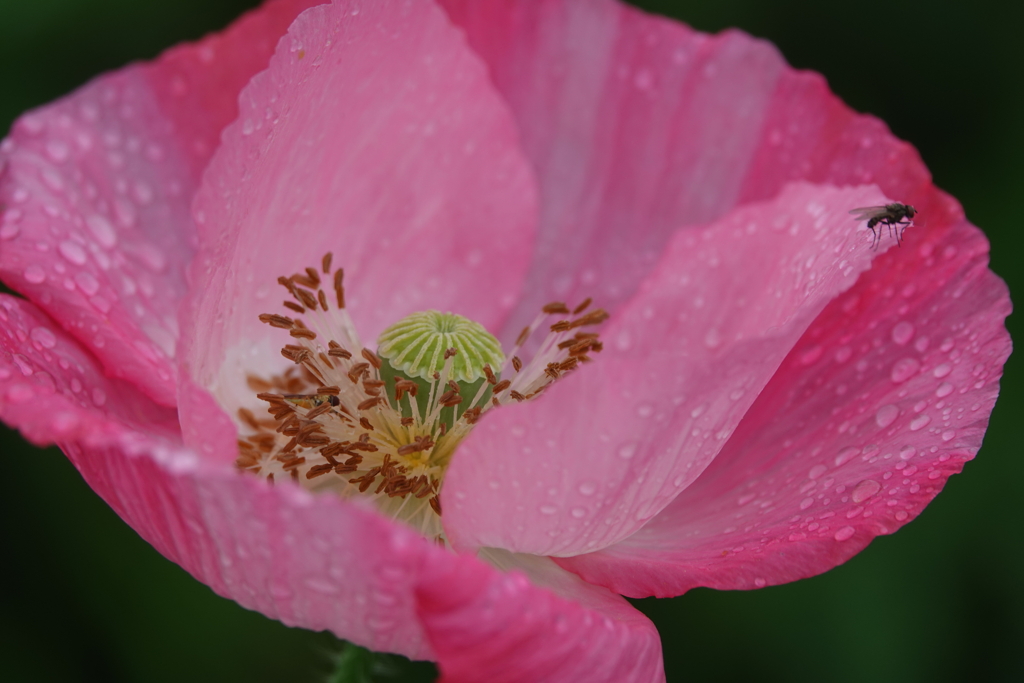 雨に濡れて