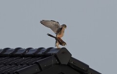 チョウゲンボウの交尾１