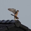 チョウゲンボウの交尾１