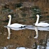 映り込み