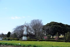 風車と菜の花