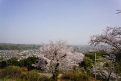 桜と町