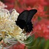 白い花に黒蝶