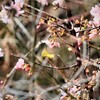 サクジロー②