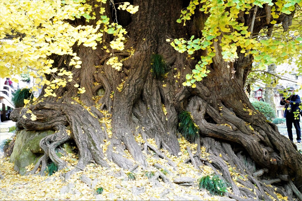 大イチョウ