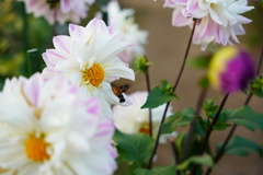 綺麗な花に忍び寄る