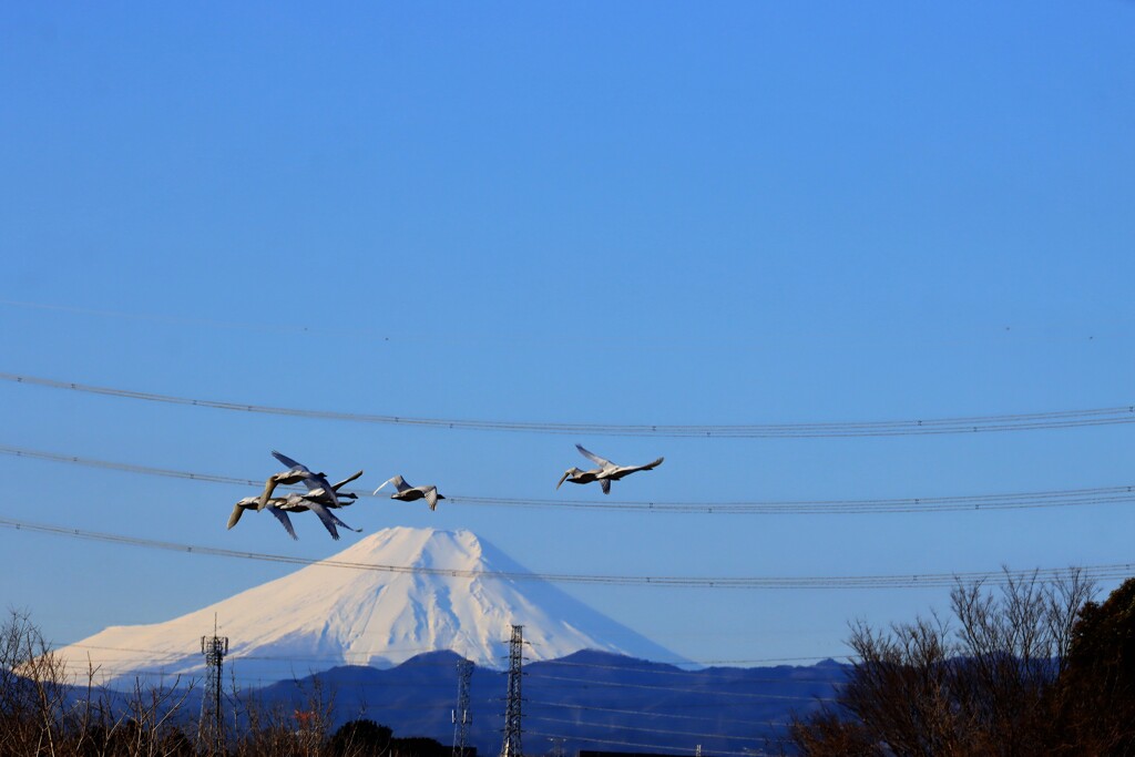 富士山と白鳥１