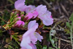 落ち花
