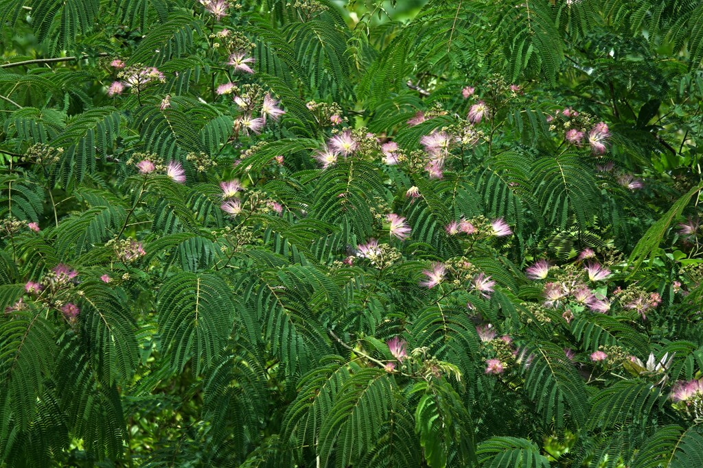 ネムの花