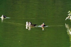 素敵な姿で登場