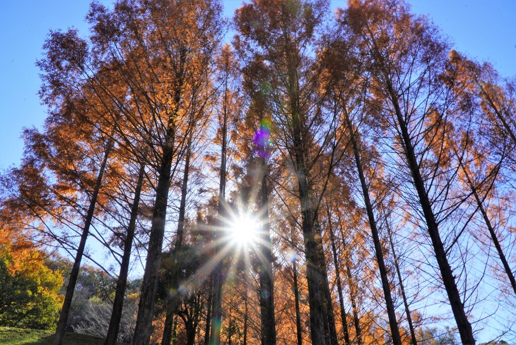 メタセコイアに光