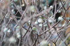 まだ花は咲かんよ