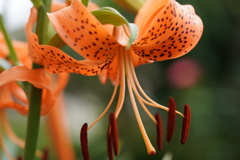 鬼百合
