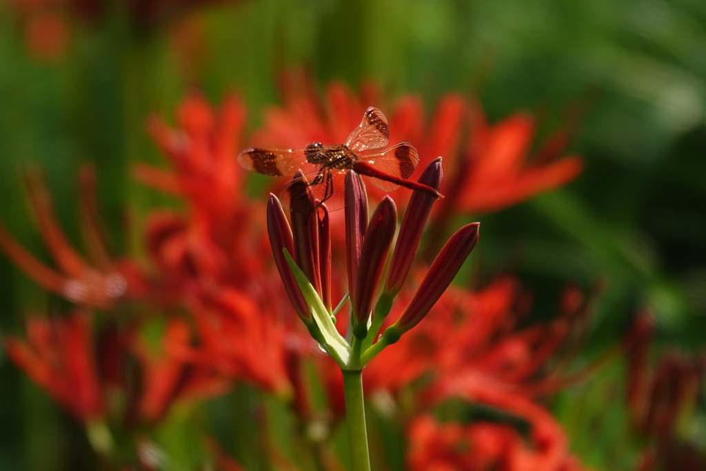 蕾に止まる赤トンボ