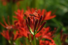 蕾に止まる赤トンボ