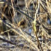 ジョウビタキ
