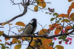 百日紅にシジュウガラ