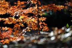 まだ見れる紅葉