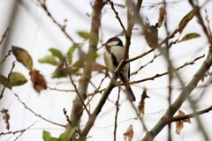 朝のお迎えですか？