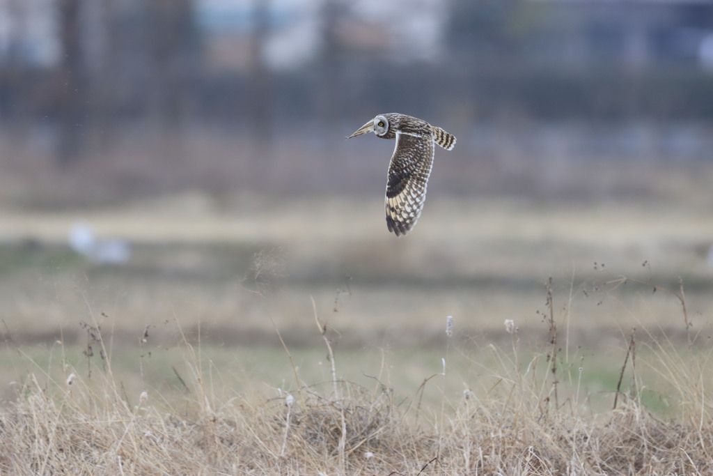 コミミズクの飛翔