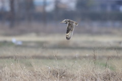 コミミズクの飛翔