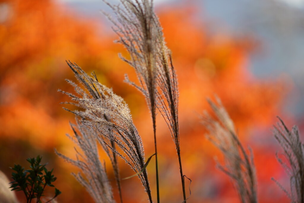 紅葉を背にススキ