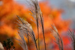 紅葉を背にススキ