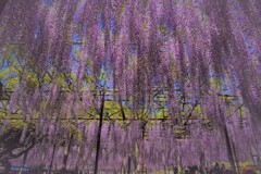 時期になると咲く藤の花