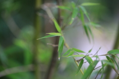 笹