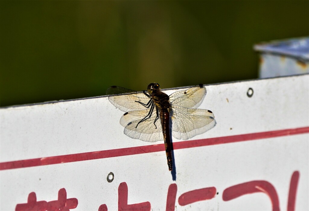 ●●●透ける翅