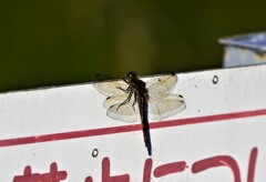 ●●●透ける翅