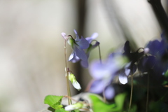 野の花（スミレ）