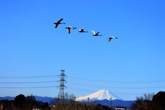 富士山と白鳥３