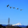 富士山と白鳥３