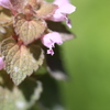 野の花