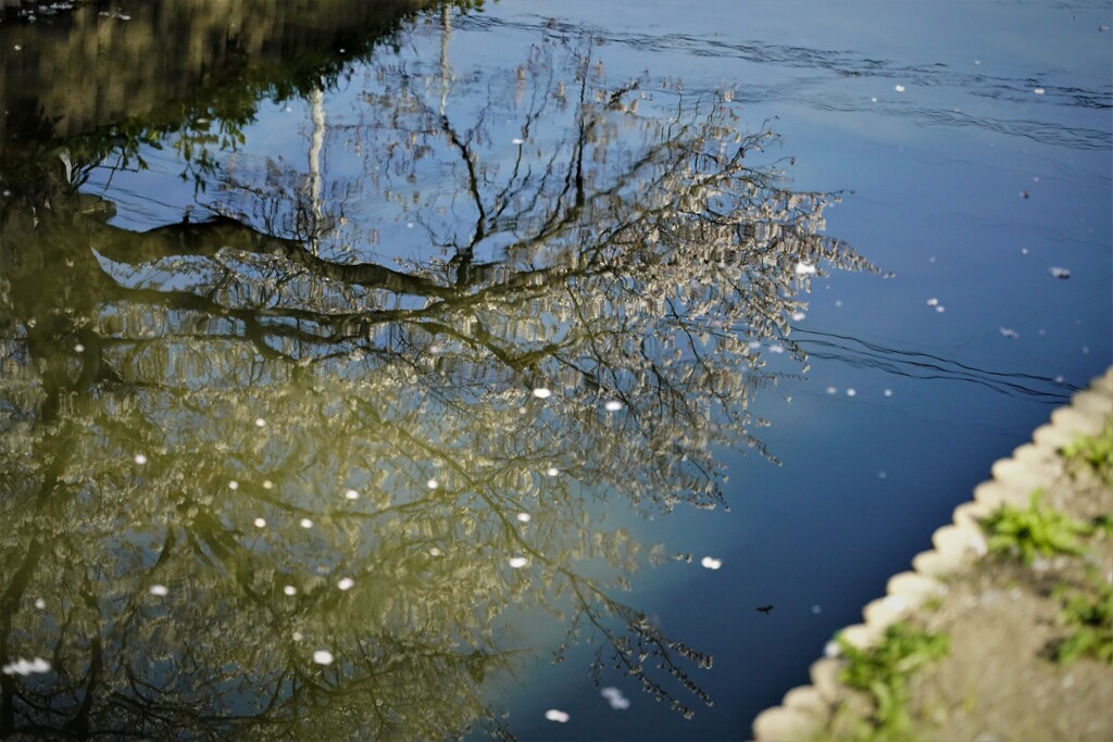 水辺に写る