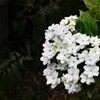 紫陽花ですよ