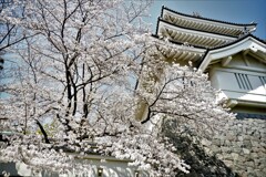 天守閣に桜