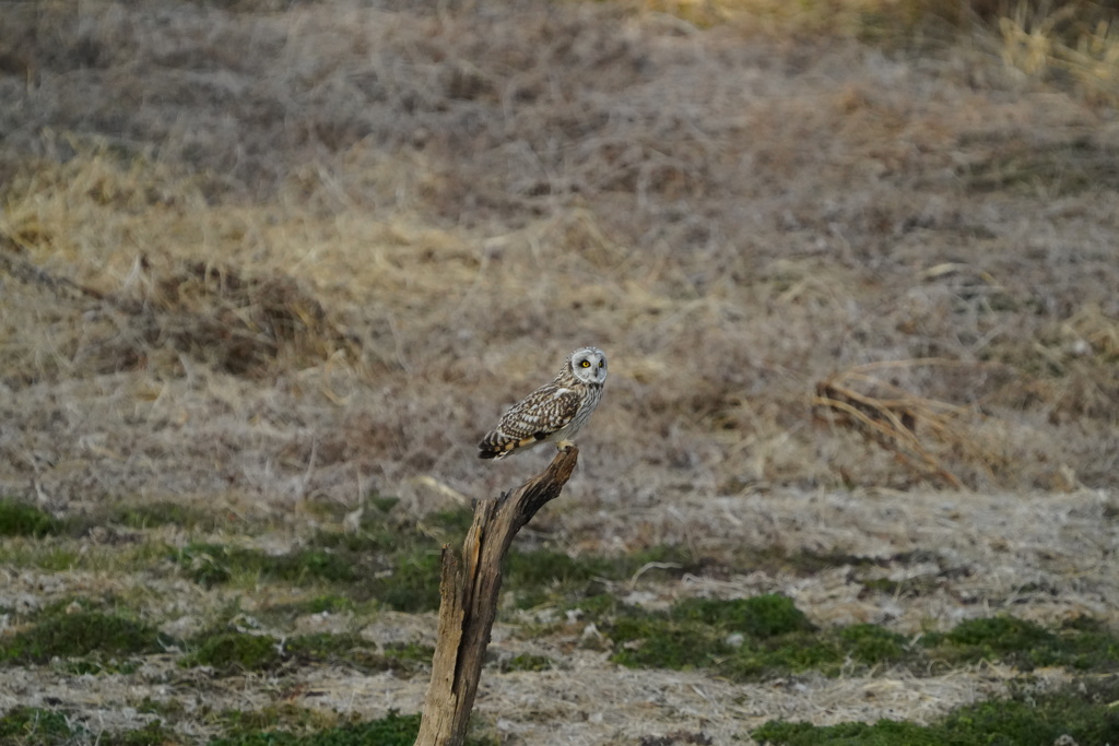 見回すコミミズク
