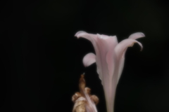 暑さでかすむ