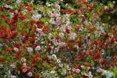 見事に咲いた花