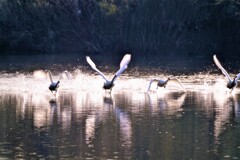 白鳥の飛ぶ瞬間