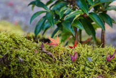 苔に一葉