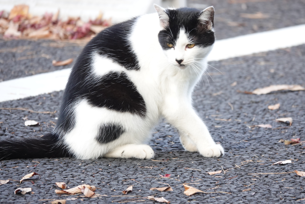 駐車場に猫