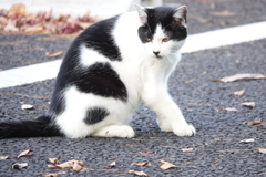 駐車場に猫